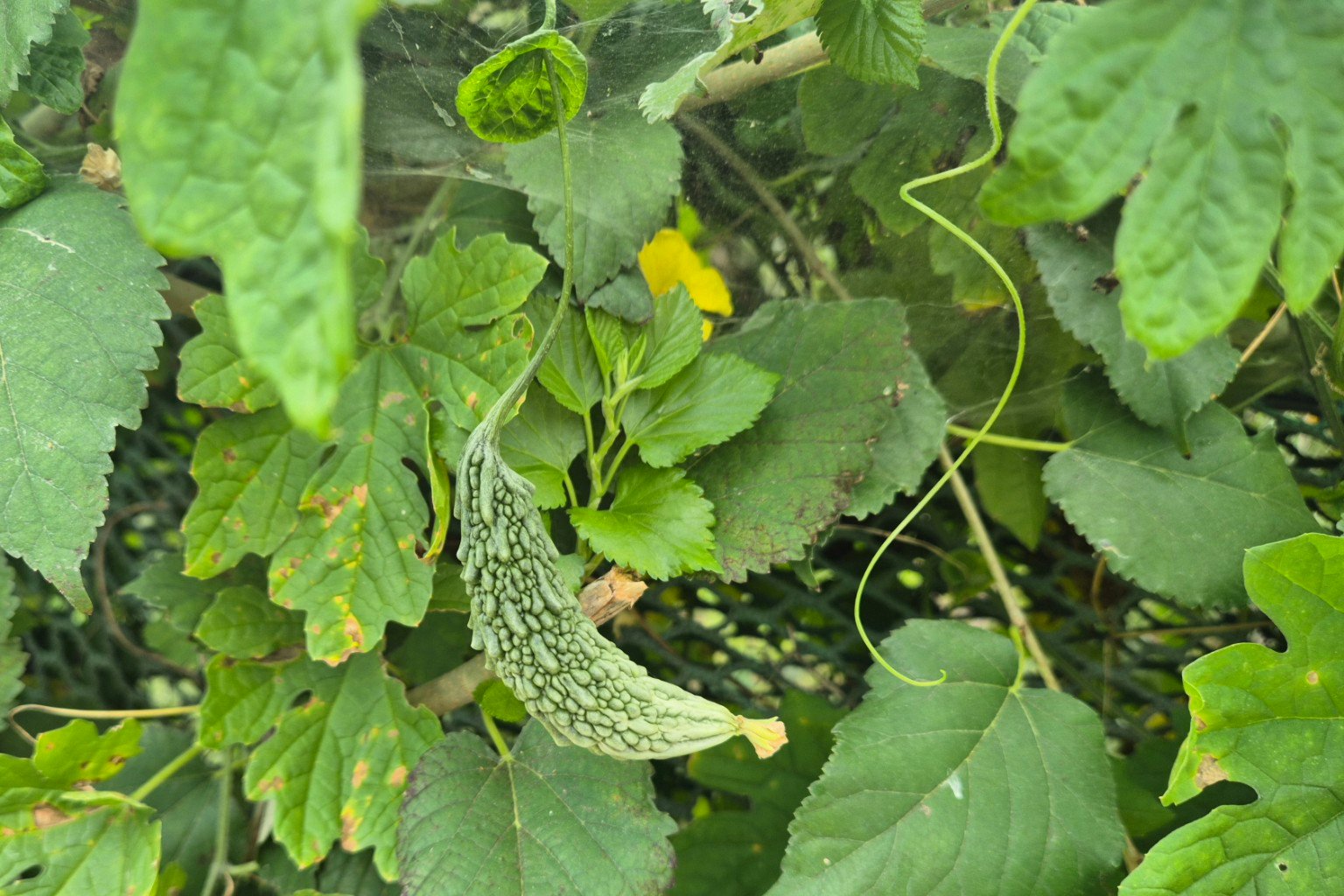 밭 울타리 잎 사이에 매달린 울퉁불퉁한 초록 여주 열매