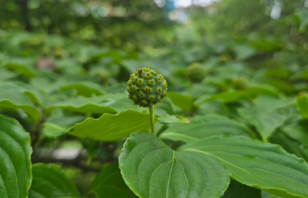 표면이 오돌토돌한 초록색 산딸나무 열매 접사